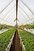 FUCHSIAS OF DIFFERENT VARIETIES IN GREENHOUSE.