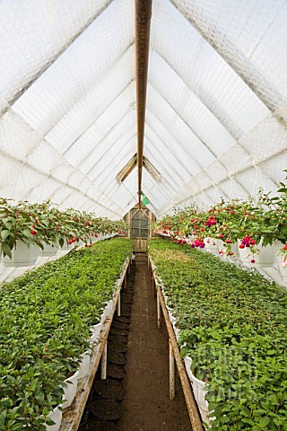 FUCHSIAS_OF_DIFFERENT_VARIETIES_IN_GREENHOUSE