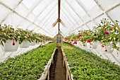 FUCHSIAS OF DIFFERENT VARIETIES IN GREENHOUSE.