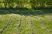 NEWLY MOWED LAWN WITH LINES OF CUT GRASS.