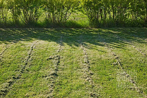 NEWLY_MOWED_LAWN_WITH_LINES_OF_CUT_GRASS