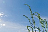 BUDDING ACTAEA RACEMOSA