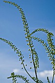 BUDDING ACTAEA RACEMOSA