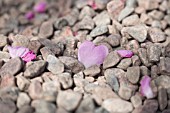 ROSA DUMALIS HEARTSHAPED PETAL ON GRAVEL