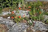 PAPAVER RHOEAS GROWING ON A ROCK