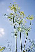 ANETHUM GRAVEOLENS, DILL