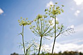ANETHUM GRAVEOLENS, DILL