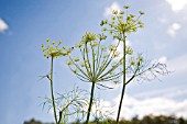 ANETHUM GRAVEOLENS, DILL