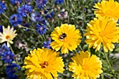 CALENDULA OFFICINALIS WITH BUMBLE BEE