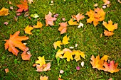 AUTUMN LEAVES OF ACER PLATANOIDES ON LAWN.