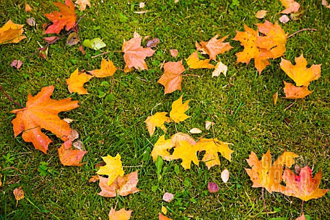 AUTUMN_LEAVES_OF_ACER_PLATANOIDES_ON_LAWN