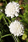 WHITE SCABIOSA ATROPURPUREA