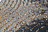 RAKED GRAVEL AND AUTUMN LEAVES IN JAPANESE STYLE GARDEN