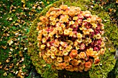 CHRYSANTHEMUM MORIFOLIUM IN AUTUMN