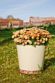 CHRYSANTHEMUM MORIFOLIUM IN OLD BUCKET.