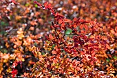 ROSA PIMPINELLIFOLIA/ROSA SPINOSISSIMA FOLIAGE IN AUTUMN