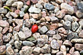 ROSE HIP ON GRAVEL