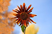 HELIANTHUS ANNUUS RUBY F1