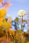 WHITE SCABIOSA ATROPURPUREA