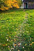 PATH ON LAWN WITH AUTUMN LEAVES