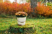 CHRYSANTHEMUM MORIFOLIUM IN OLD BUCKET