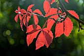 PARTHENOCISSUS INSERTA/VITACEA, FALSE VIRGINIA CREEPER, IN AUTUMN