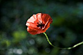 PAPAVER RHOEAS