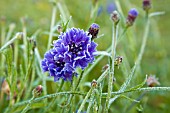 CENTAUREA CYANUS COVERED IN FROST