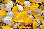 FROST ON AUTUMN LEAVES OF POPULUS BALSAMIFERA