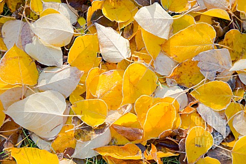 FROST_ON_AUTUMN_LEAVES_OF_POPULUS_BALSAMIFERA