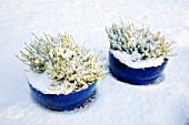 CALLUNA VULGARIS IN THE SNOW,