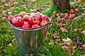 RED APPLES IN A BUCKET