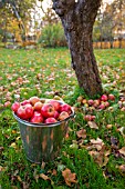 RED APPLES IN A BUCKET