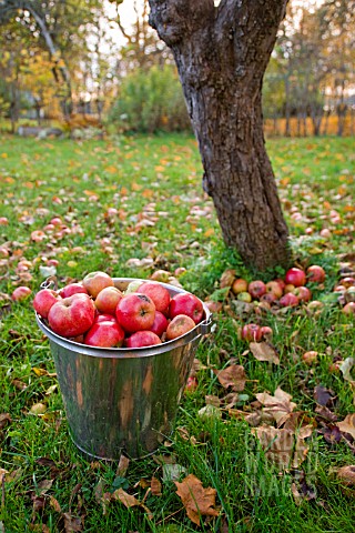 RED_APPLES_IN_A_BUCKET