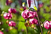 LILIUM MARTAGON, TURKS CAP LILY