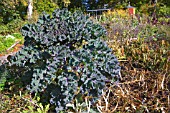 BRASSICA OLERACEAE VAR ACEPHALA, RED RUSSIAN KALE