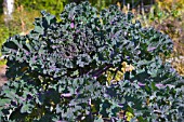 BRASSICA OLERACEAE VAR ACEPHALA, RED RUSSIAN KALE