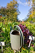 WATERING CAN AND BETA VULGARIS CICLA VAR FLAVESCENS IN AUTUMN GARDEN