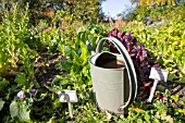 WATERING CAN AND BETA VULGARIS CICLA VAR FLAVESCENS IN AUTUMN GARDEN