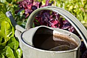 WATERING CAN AND BETA VULGARIS CICLA VAR FLAVESCENS