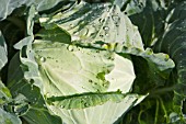 BRASSICA OLERACEA CAPITATA ALBA, WHITE CABBAGE