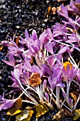 COLCHICUM AUTUMNALE