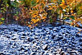 PRUNUS AVIUM, AUTUMN LEAVES OVER PLOT WITH SNOW