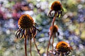 ECHINACEA PURPUREA SEEDHEADS