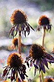 ECHINACEA PURPUREA, PURPLE CONEFLOWER, IN WINTER