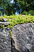 SEDUM SPURIUM, CAUCASIAN STONECROP