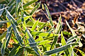 PLEIOBLASTUS VIRIDISTRIATUS COVERED IN FROST.