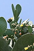 OPUNTIA FICUS INDICA