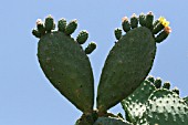 OPUNTIA FICUS INDICA