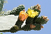 OPUNTIA FICUS INDICA